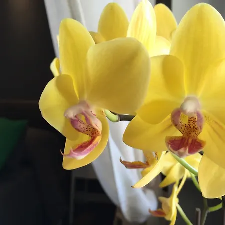 Domi Wellness Διαμέρισμα Πομπηία